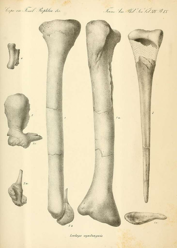 Synopsis of the extinct Batrachia, Reptilia and Aves of North America ...