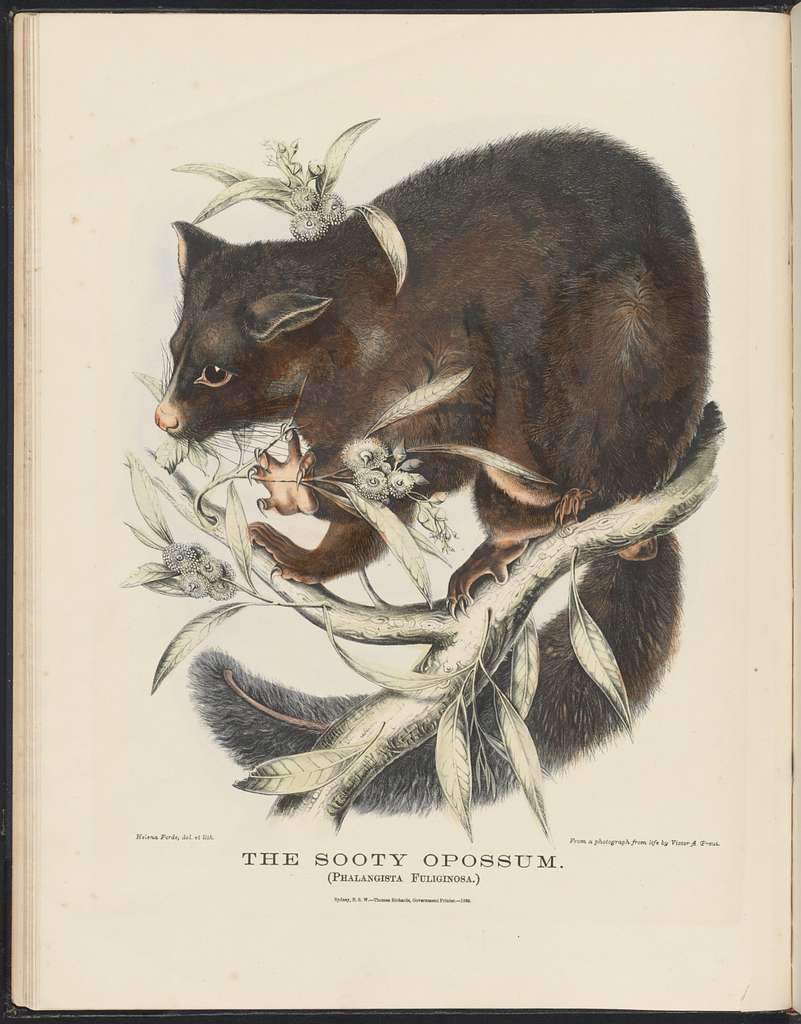 Mammals of Australia (Krefft) Nla.obj-33627803-10 The Sooty Opossum