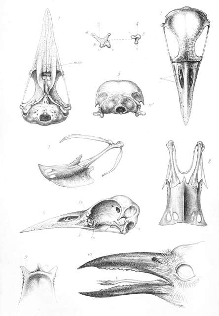 bird skull anatomy