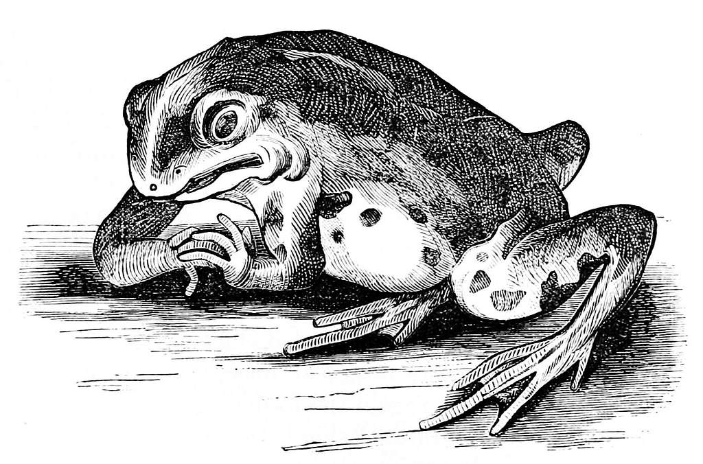 PSM V01 D365 Frog with mutilated pons varolii - PICRYL - Public Domain ...