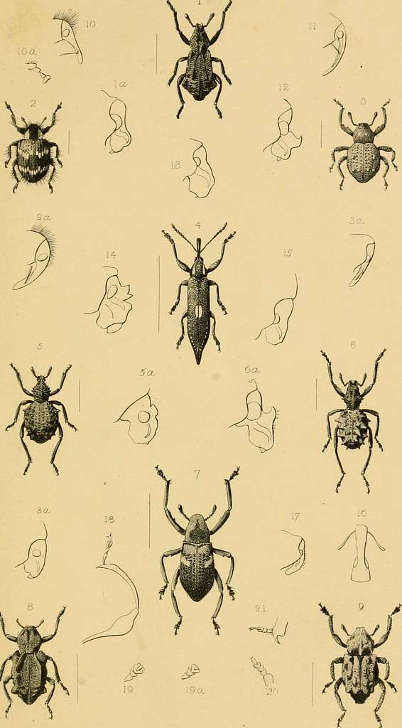 The Annals and magazine of natural history; zoology, botany, and geology.  Natural history; Zoology; Botany; Geology. Dr. A. Giiiither on the British  Species of Mugil. 347. extremity of the maxillary bone