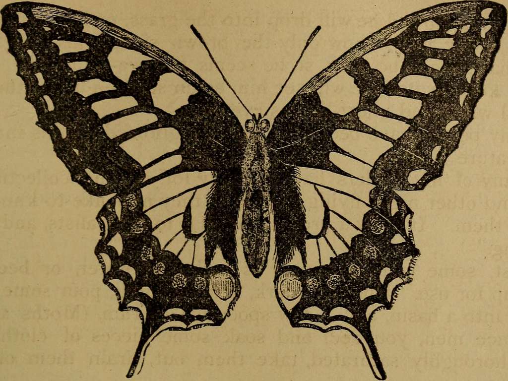 58 Papilionidae illustrations Images: PICRYL - Public Domain