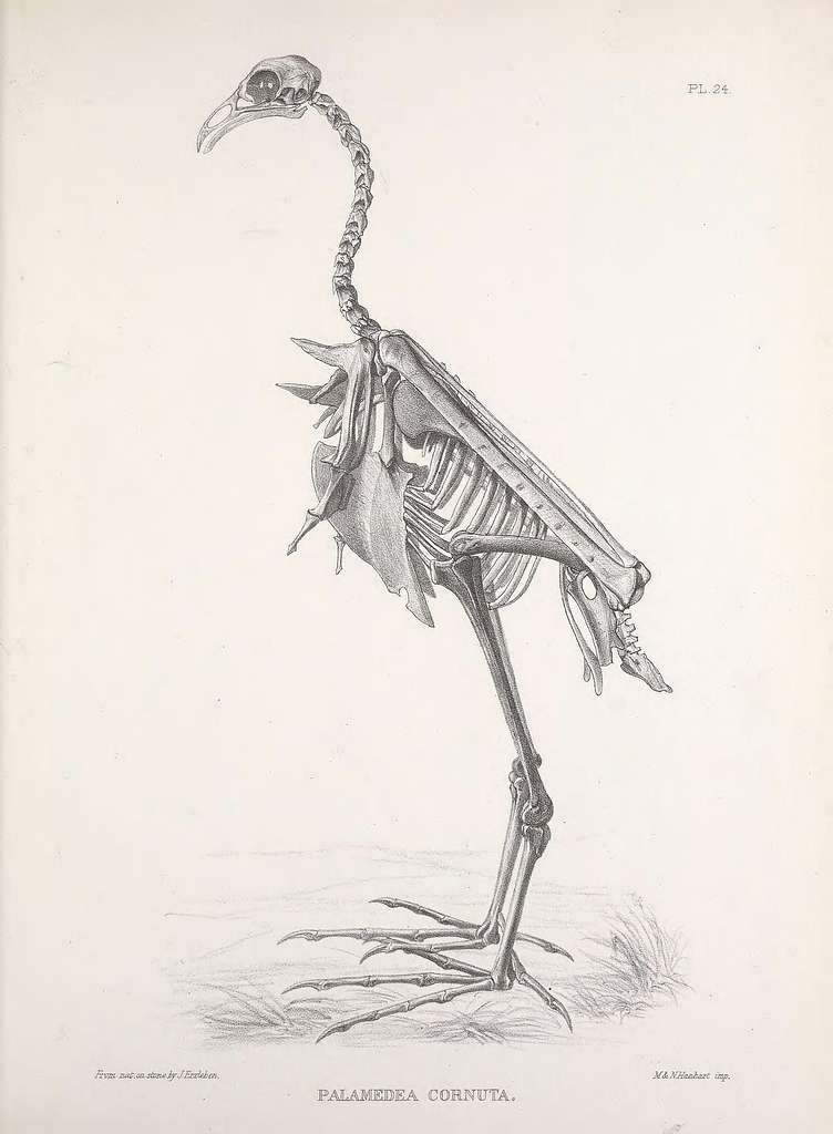 Osteologia avium, or, A sketch of the osteology of birds (PL. 24 ...