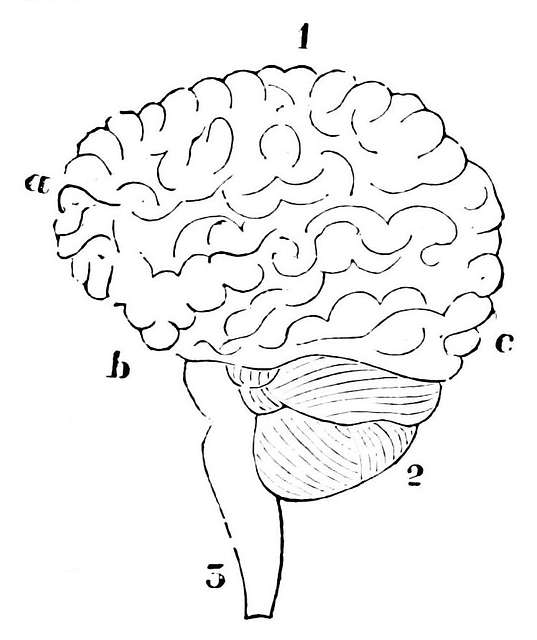 How to draw human brain diagram - YouTube