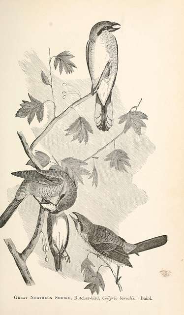 The birds of New England and adjacent states - arranged by a long ...