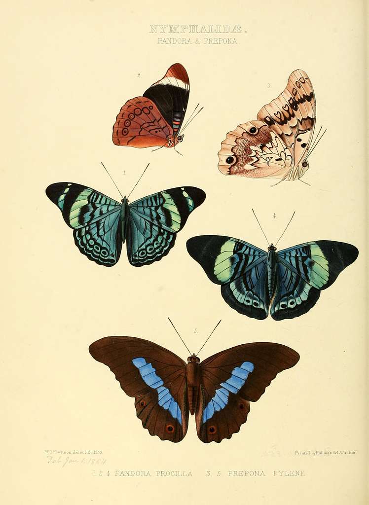 Illustrations Of New Species Of Exotic Butterflies (10559406735 