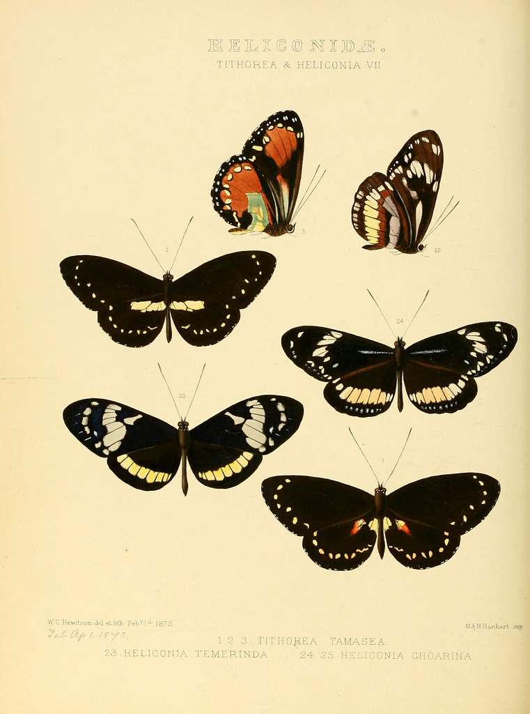 Illustrations Of New Species Of Exotic Butterflies (heliconidae 