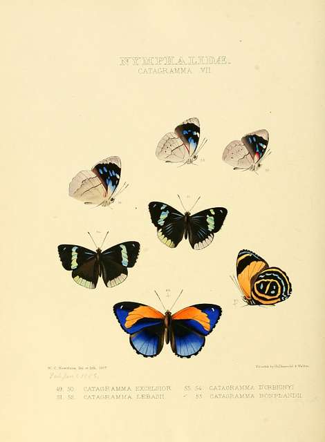 Illustrations Of New Species Of Exotic Butterflies (nymphalidae 