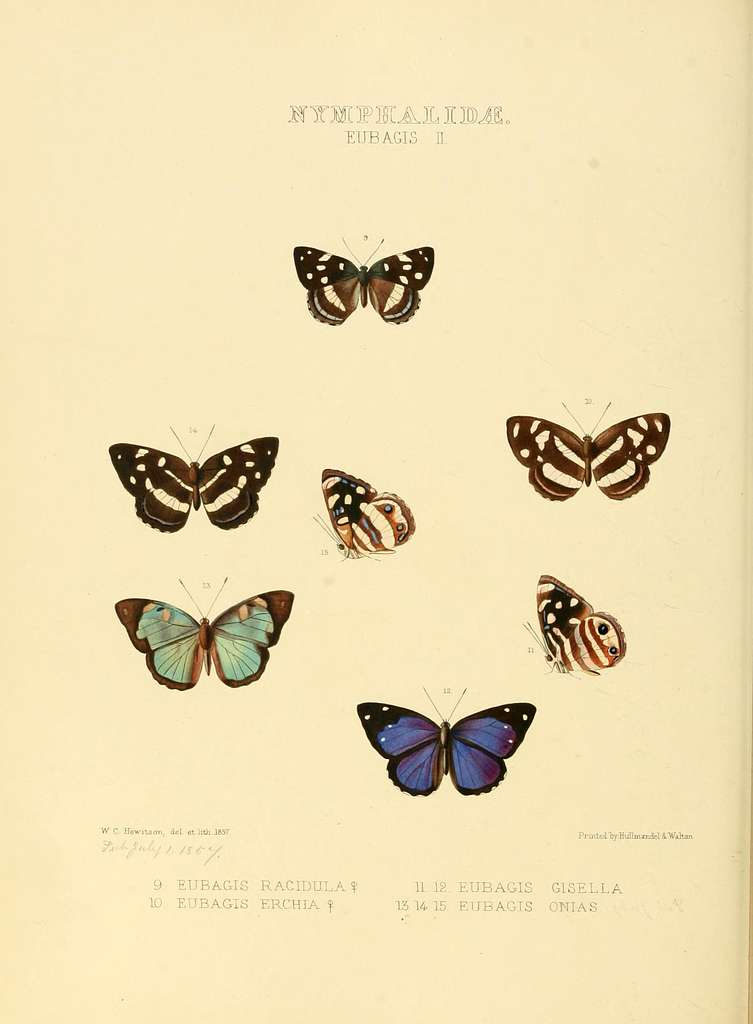 Illustrations Of New Species Of Exotic Butterflies (nymphalidae 