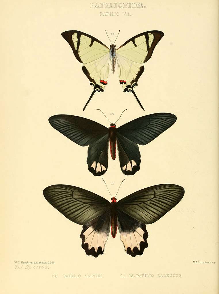 Illustrations of new species of exotic butterflies (Papilionidae ...