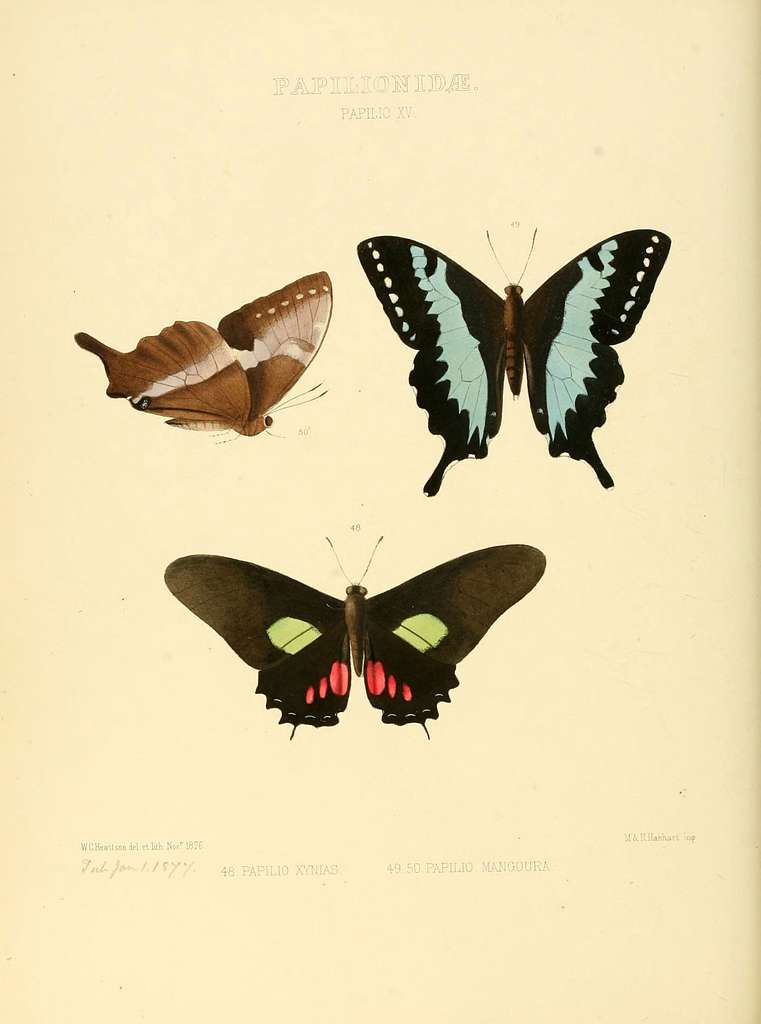 Illustrations of new species of exotic butterflies (Papilionidae ...