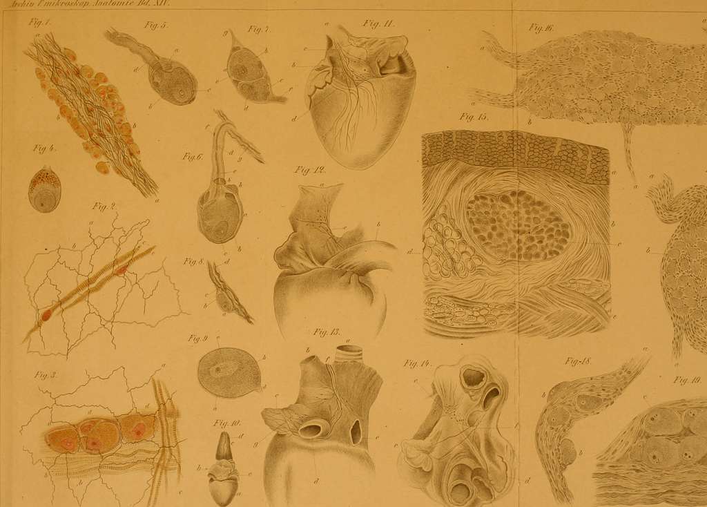 Archiv für mikroskopische Anatomie (1877) (20140200678) - PICRYL - Public  Domain Media Search Engine Public Domain Image