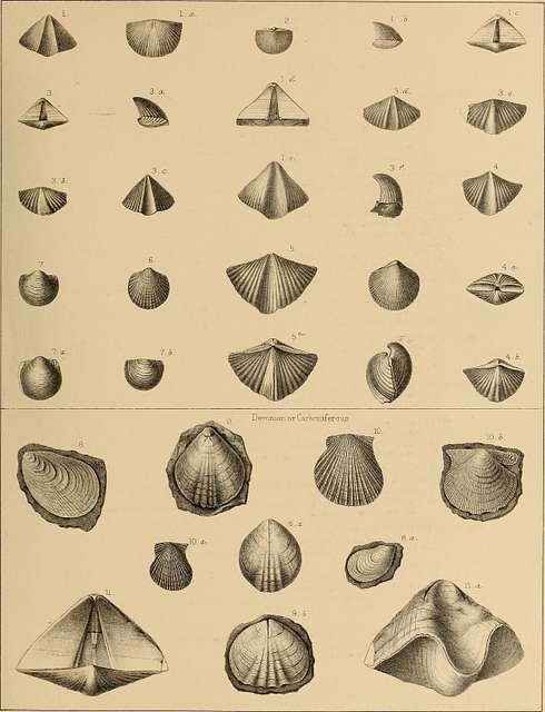 Report of the Geological exploration of the fortieth parallel (1877 ...