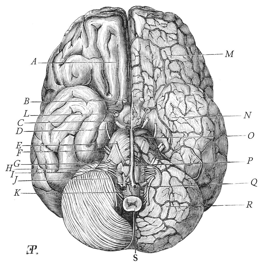 Rene Descartes' diagram of the human brain and eye, 1692, Stock Photo,  Picture And Rights Managed Image. Pic. HEZ-1158240 | agefotostock