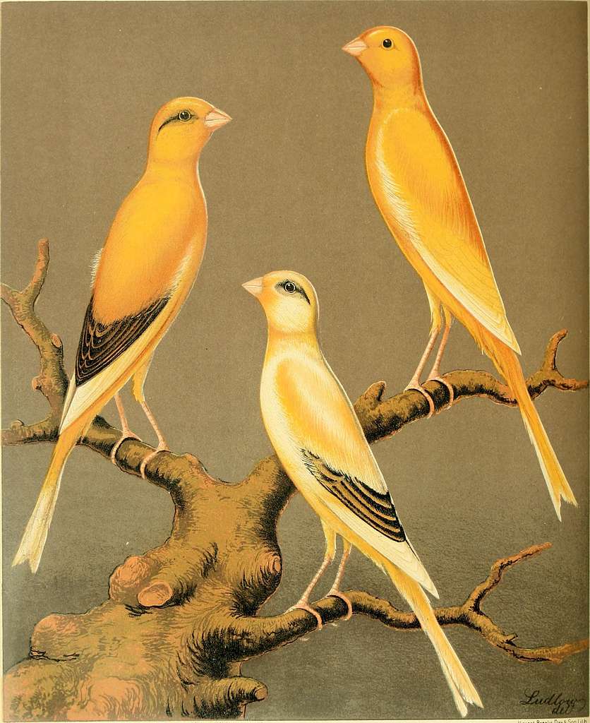 Galliformes (Gamebirds)