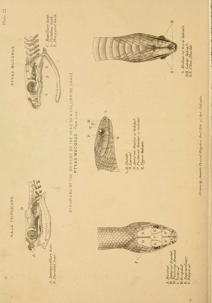 The poisonous snakes of India (Plate 21) BHL12302141 - PICRYL Public ...