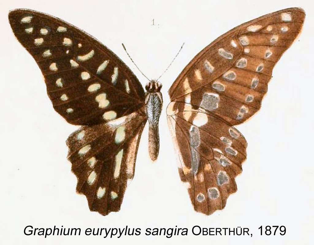 58 Papilionidae illustrations Images: PICRYL - Public Domain