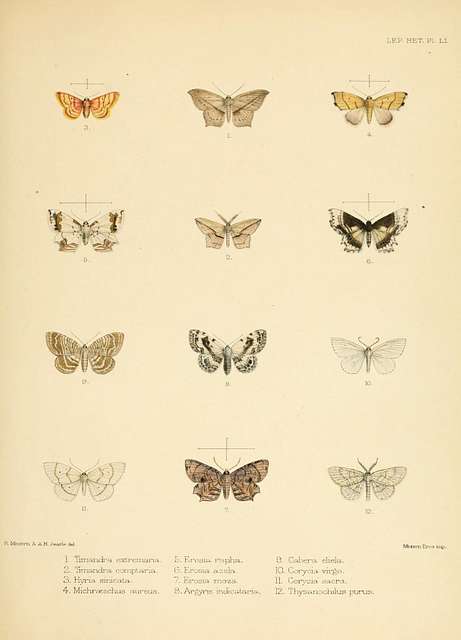 Illustrations of typical specimens of Lepidoptera Heterocera in the ...