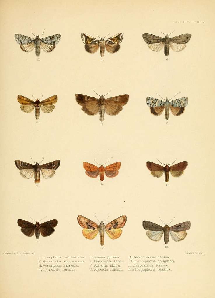 Illustrations of typical specimens of Lepidoptera Heterocera in the ...