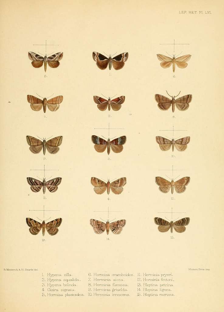 Illustrations of typical specimens of Lepidoptera Heterocera in the ...