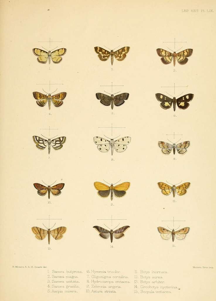 Illustrations of typical specimens of Lepidoptera Heterocera in the ...