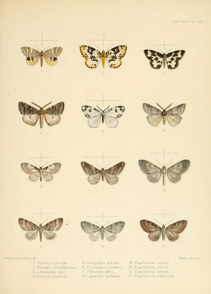 Illustrations of typical specimens of Lepidoptera Heterocera in the ...