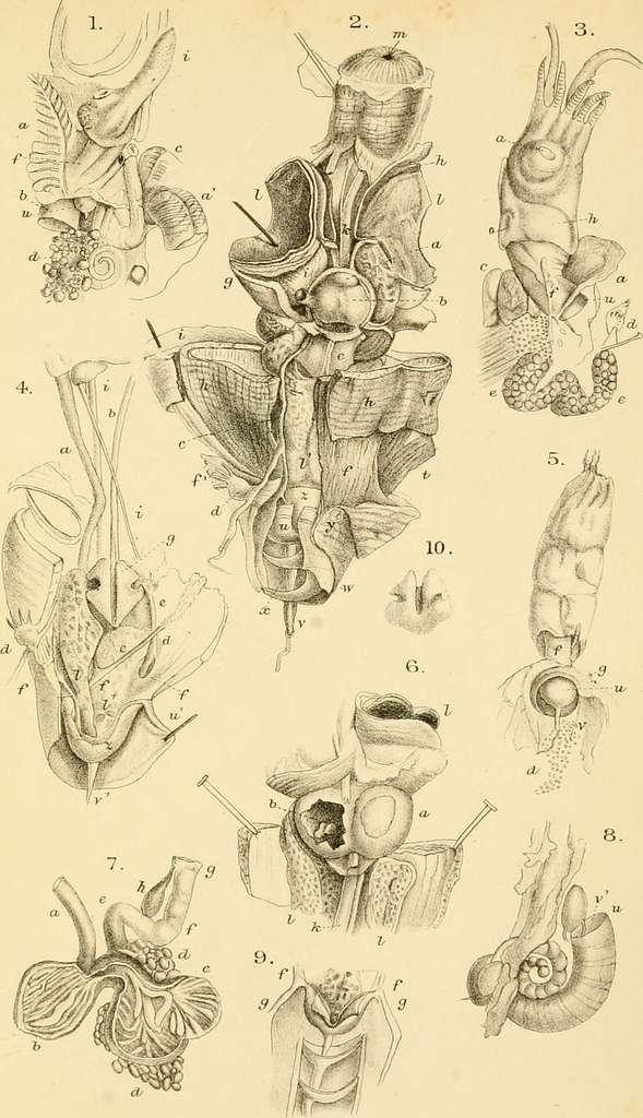 The Annals and magazine of natural history; zoology, botany, and geology.  Natural history; Zoology; Botany; Geology. Dr. A. Giiiither on the British  Species of Mugil. 347. extremity of the maxillary bone