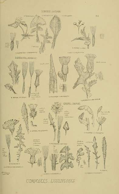 Atlas des caractères spécifiques des plantes de la flore parisienne and ...