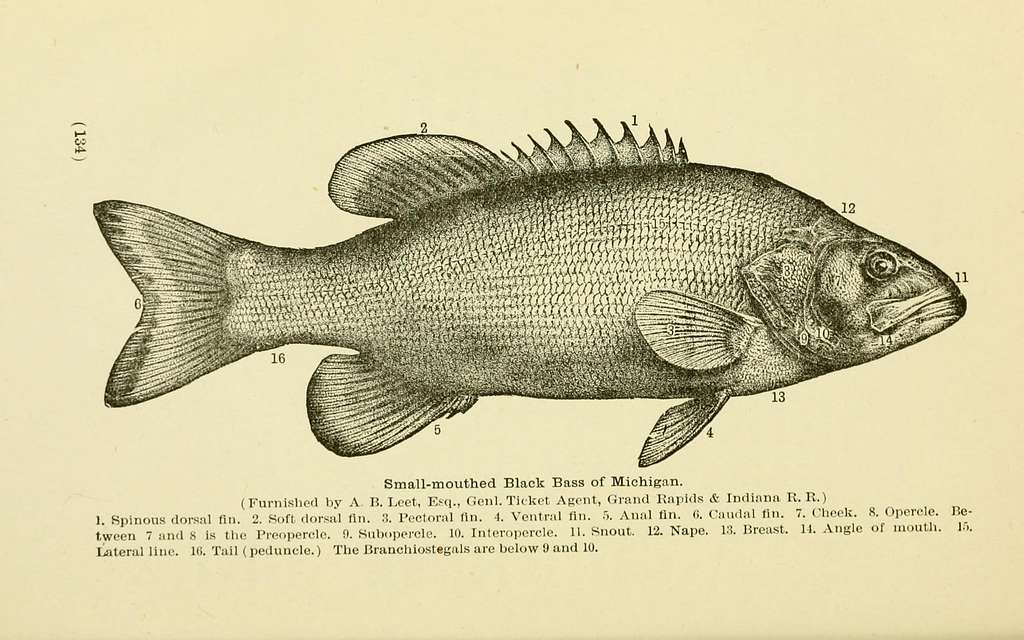 Book of the Black Bass. Comprising Its Complete Scientific and Life