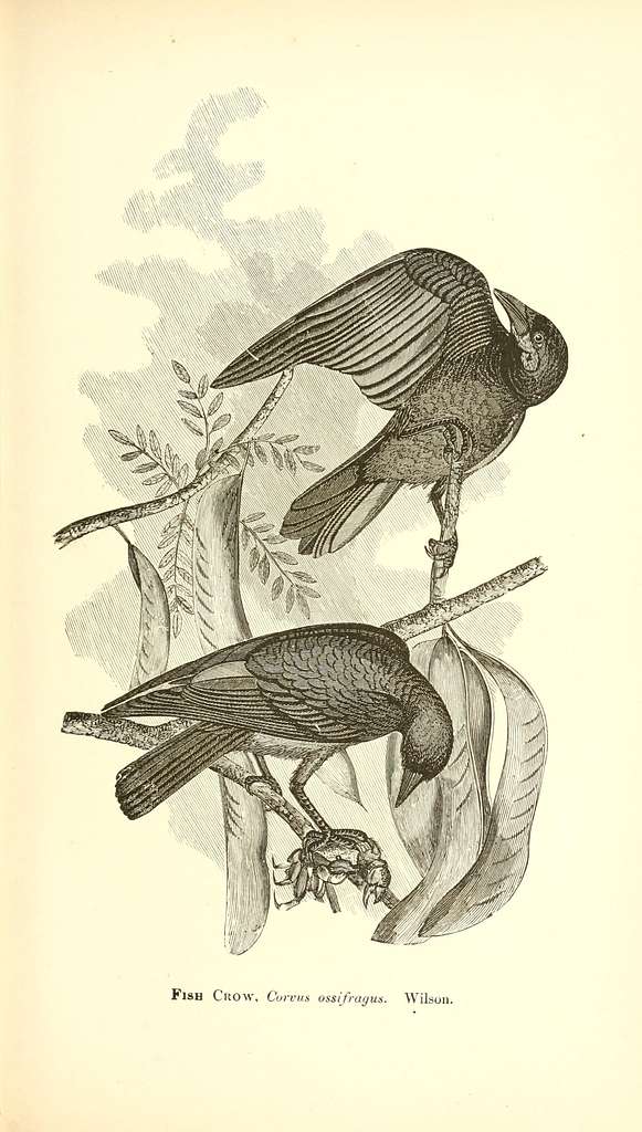 Our northern and eastern birds - containing descriptions of the birds ...