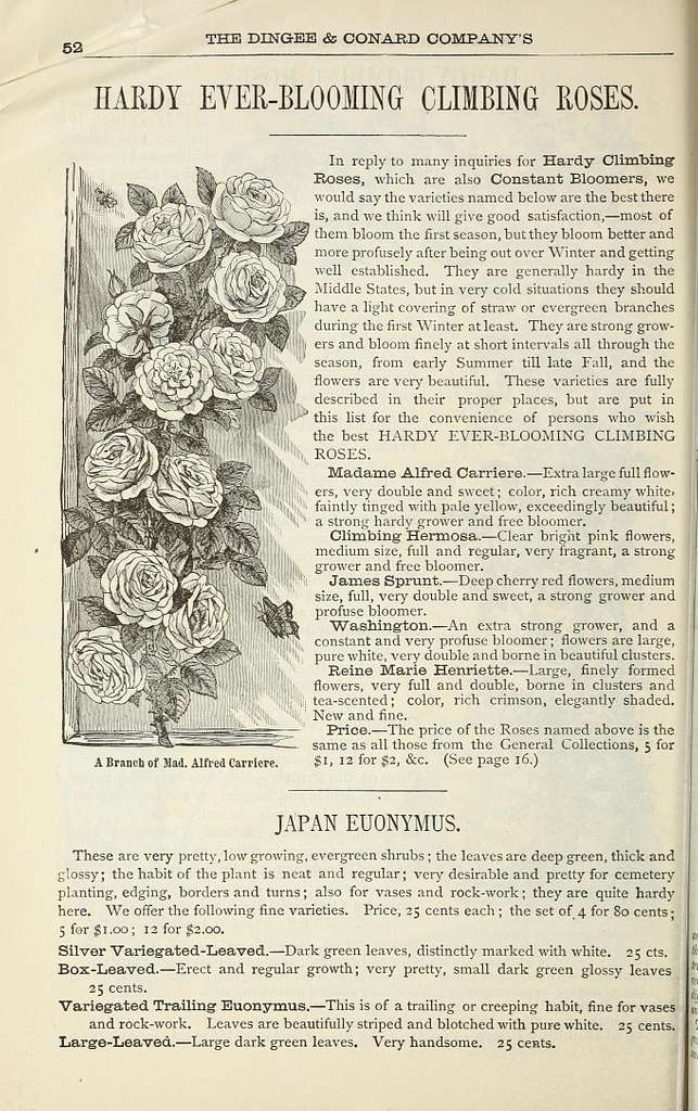 Archive image from page 37 of Dingee guide to rose culture Dingee