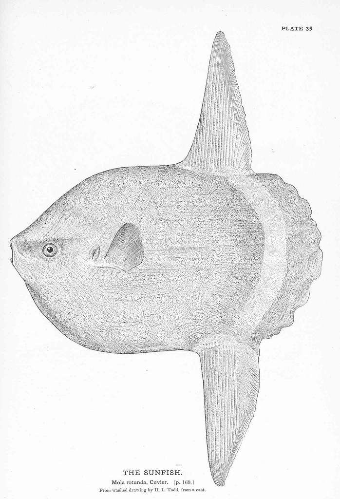 FMIB 50871 Sunfish - A drawing of a sunfish on a white background - PICRYL  - Public Domain Media Search Engine Public Domain Search