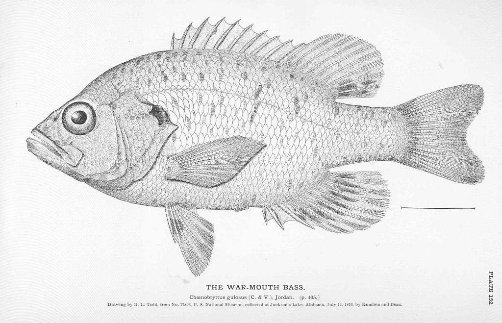 White Bass - 1884 Print