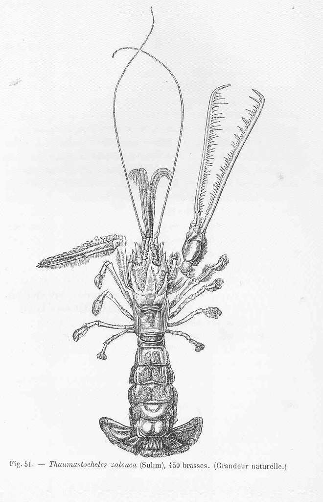 FMIB 46434 Brine Shrimp (Artemia salina) - PICRYL - Public Domain