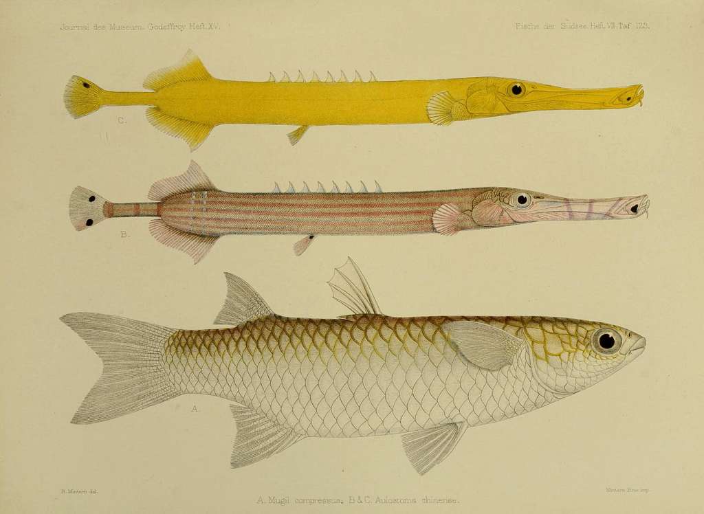 8 Aulostomus chinensis Images: PICRYL - Public Domain Media Search