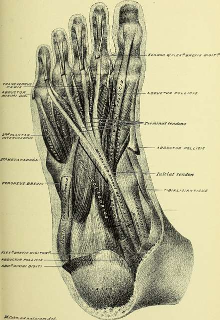 Practical human anatomy (electronic resource) - a working-guide for ...