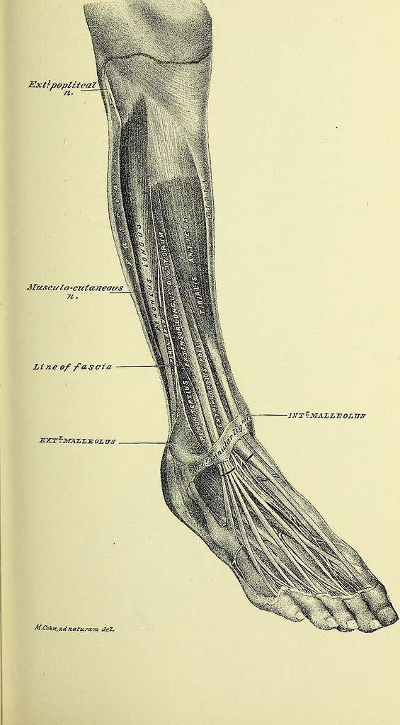 Practical human anatomy (electronic resource) - a working-guide for ...