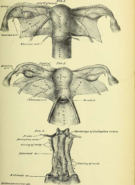 Practical human anatomy (electronic resource) - a working-guide for ...