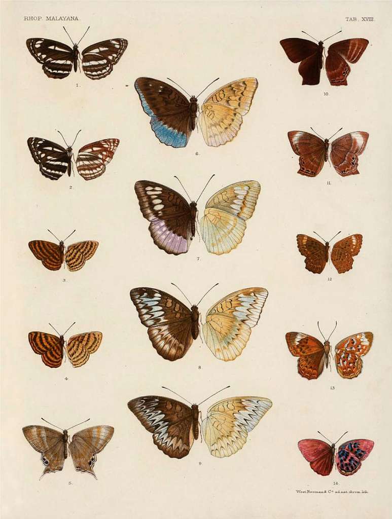 Rhopalocera Malayana -a description of the butterflies of the