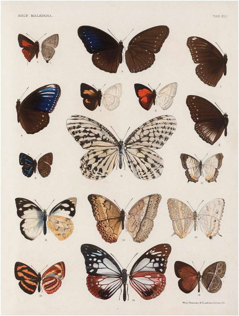 Rhopalocera Malayana -a description of the butterflies of the