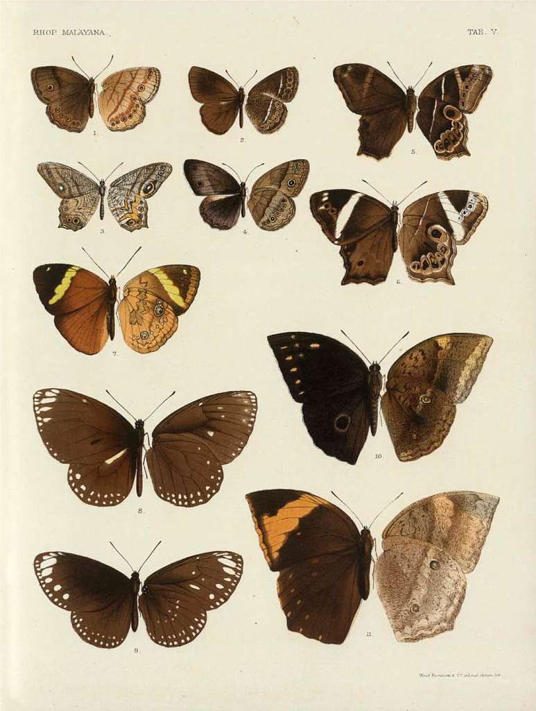 Rhopalocera Malayana -a description of the butterflies of the