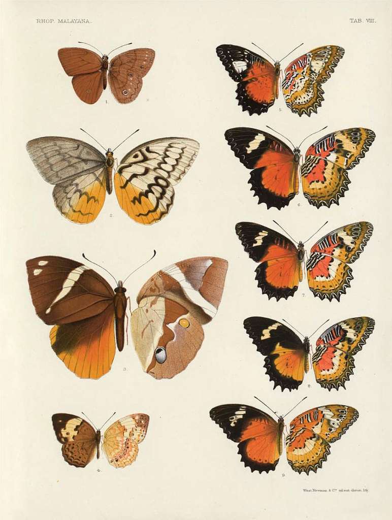 Rhopalocera Malayana -a description of the butterflies of the