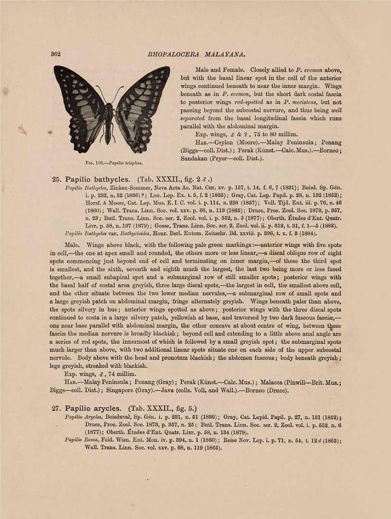 Rhopalocera Malayana -a description of the butterflies of the