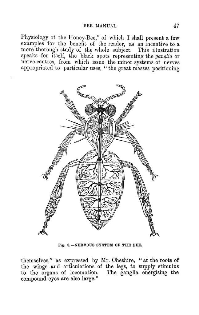 The illustrated Australasian bee manual and complete guide to modern ...
