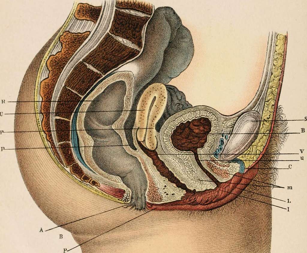 The Principles and practice of gynecology : for students and