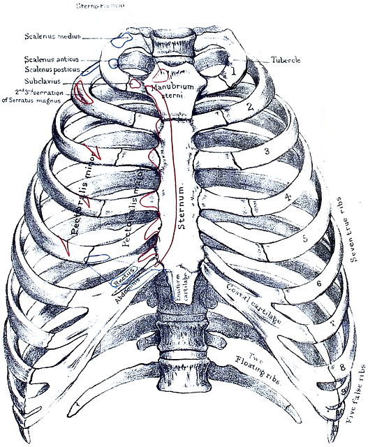 muscle sous costal