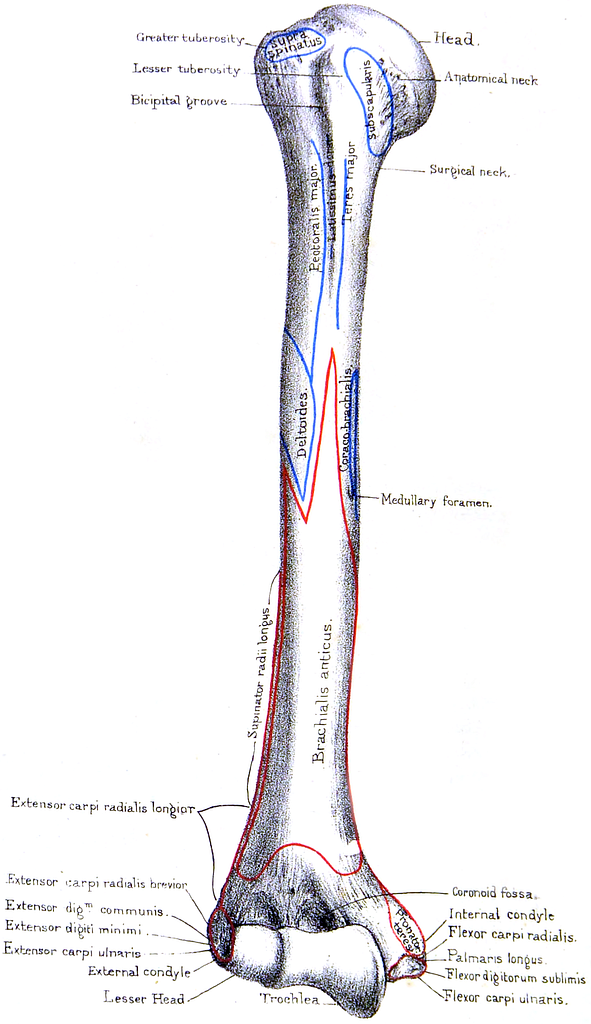 Humerus bone osteology Animation : Bony mandmarks, Development and Clinical  anatomy 🦴🦴🦴 
