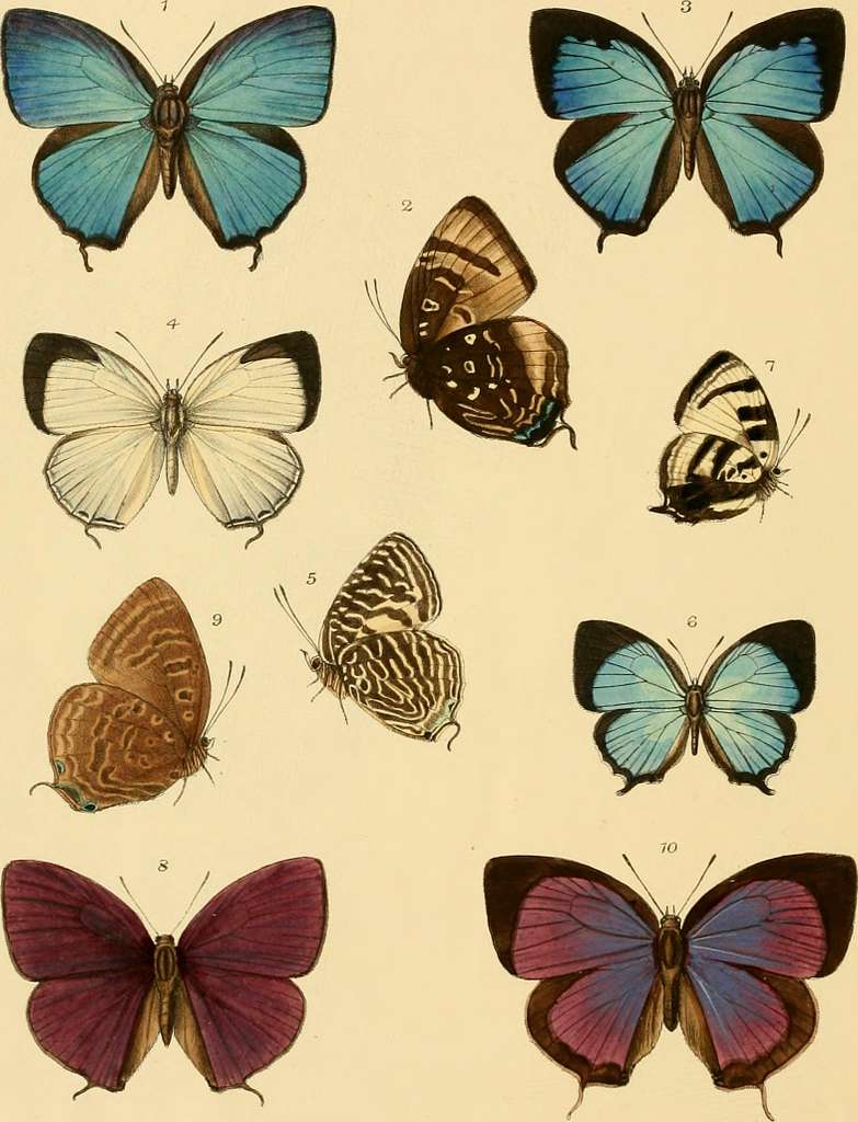 Rhopalocera exotica; being illustraions of new, rare, and unfigured species  of butterflies (1887) (14782007165) - PICRYL - Public Domain Media Search  Engine Public Domain Search