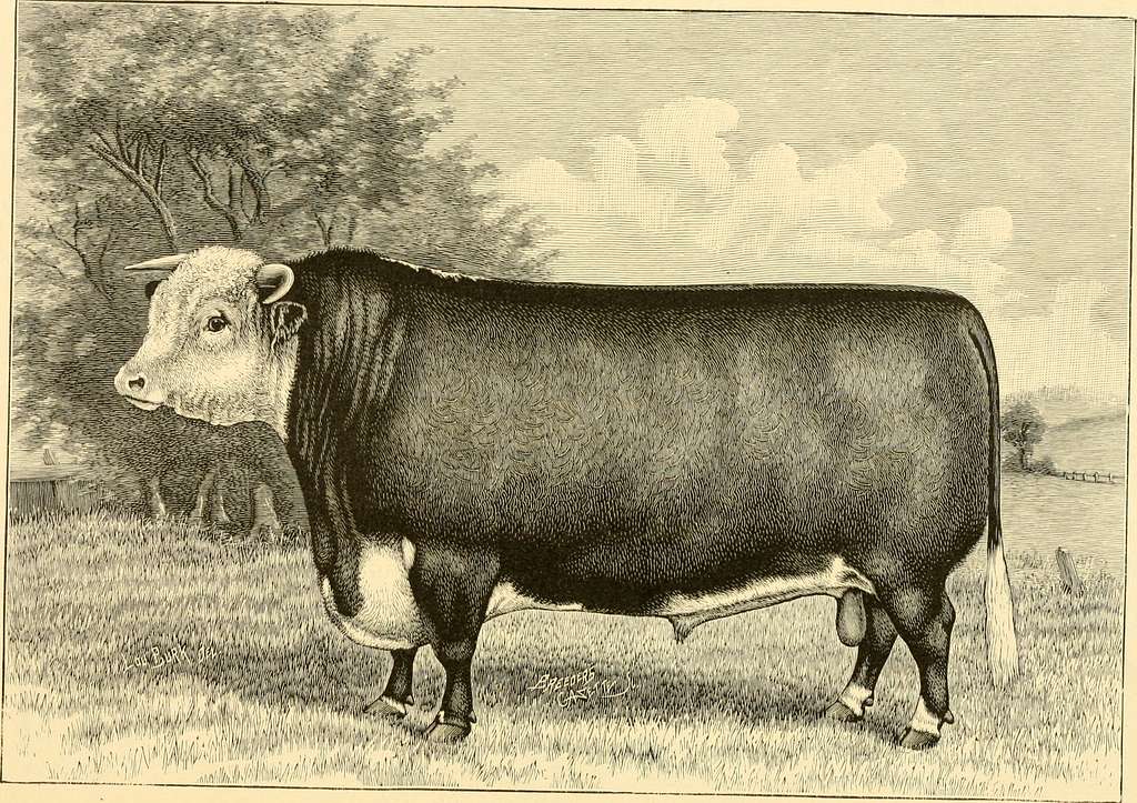 Hereford Bull: 'Walford' by William Henry Davis Reproduction