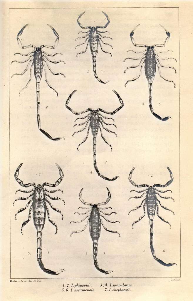 scorpion scientific illustration